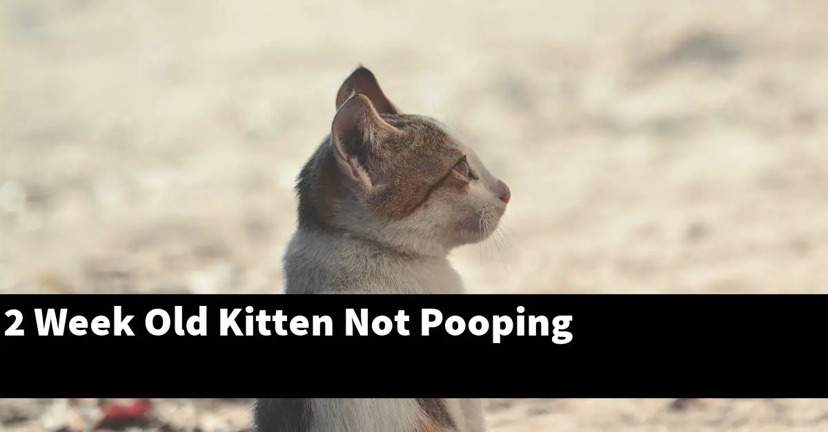 2 Week Old Kitten Not Pooping