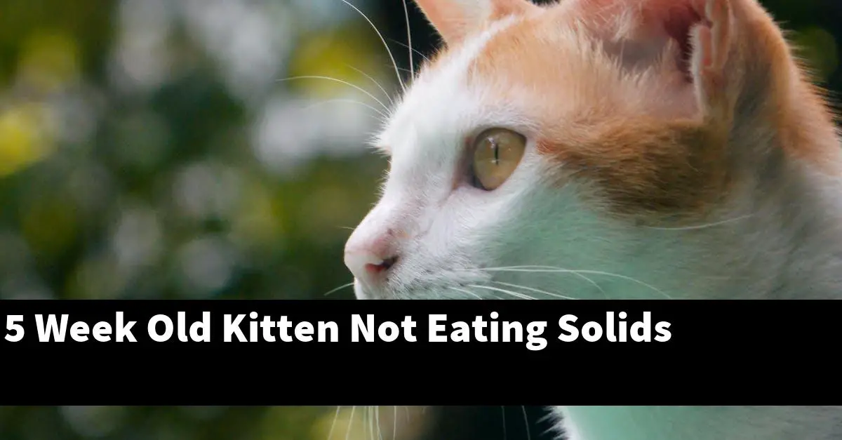 5 Week Old Kitten Not Eating Solids