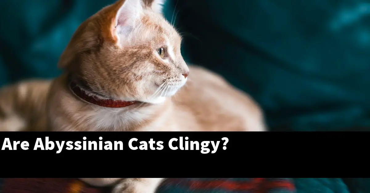 Are Abyssinian Cats Clingy?