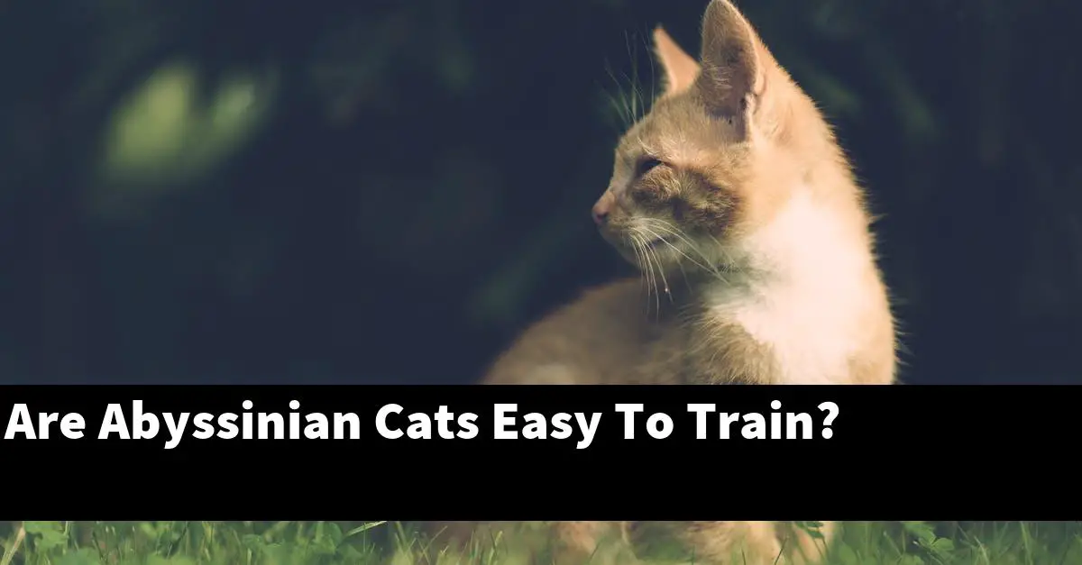 Are Abyssinian Cats Easy To Train?