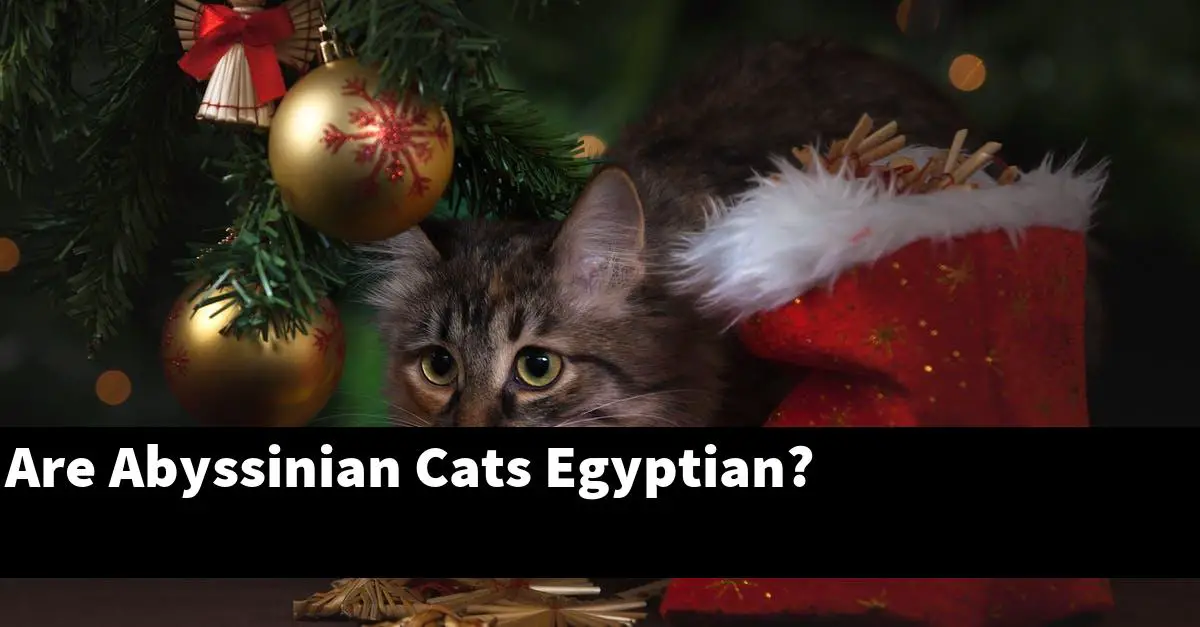 Are Abyssinian Cats Egyptian?