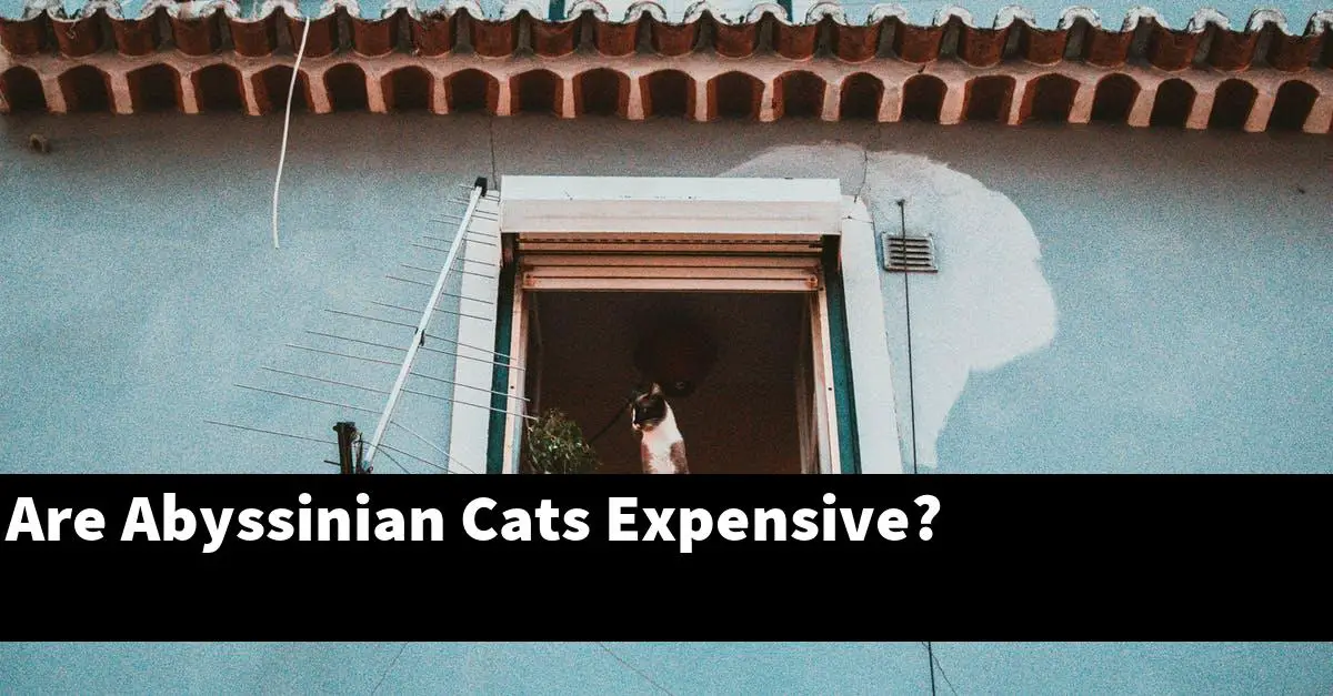 Are Abyssinian Cats Expensive?
