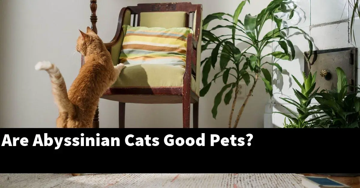 Are Abyssinian Cats Good Pets?