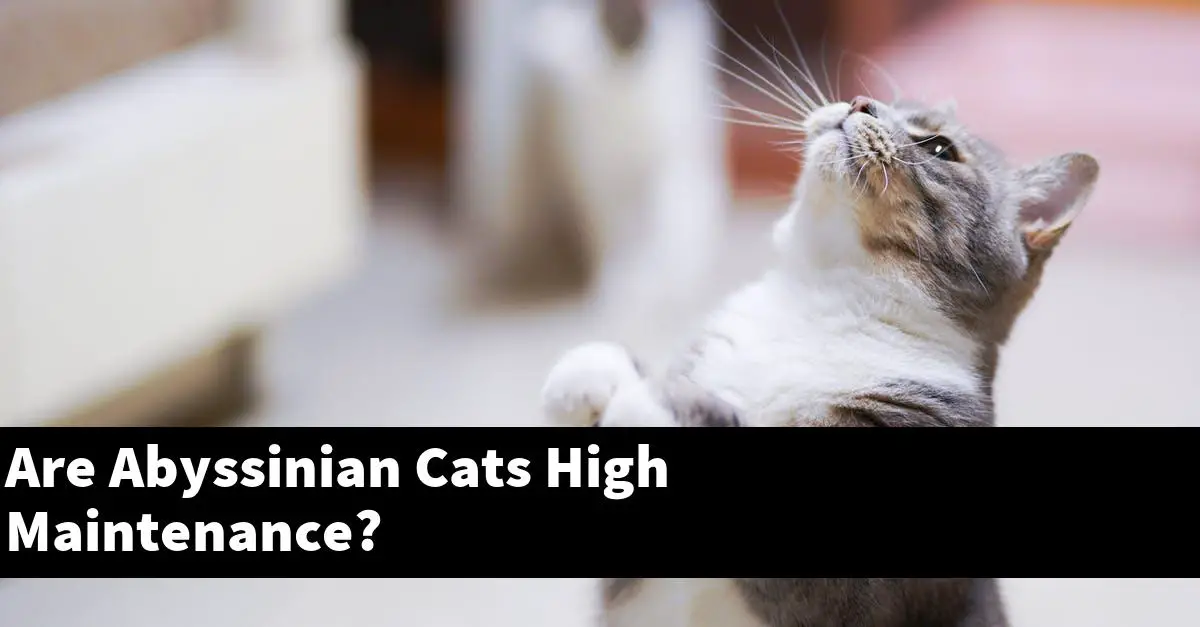 Are Abyssinian Cats High Maintenance?