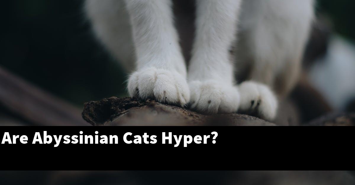 Are Abyssinian Cats Hyper?