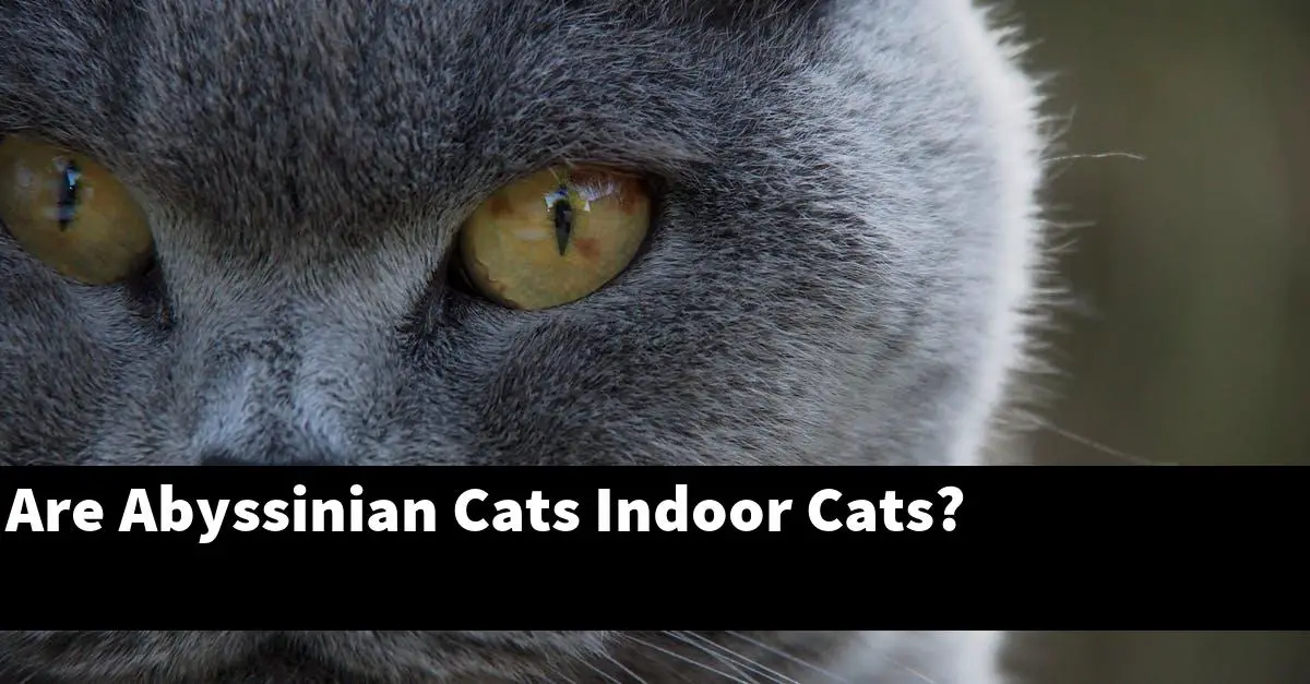 Are Abyssinian Cats Indoor Cats?