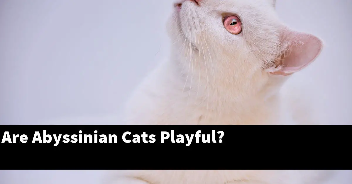 Are Abyssinian Cats Playful?
