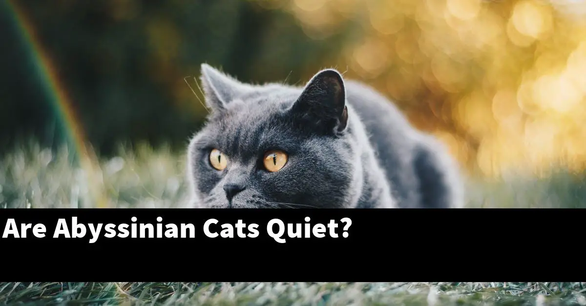 Are Abyssinian Cats Quiet?