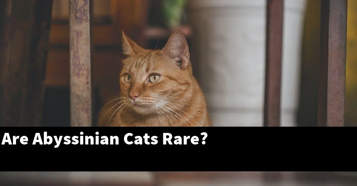 Are Abyssinian Cats Rare?