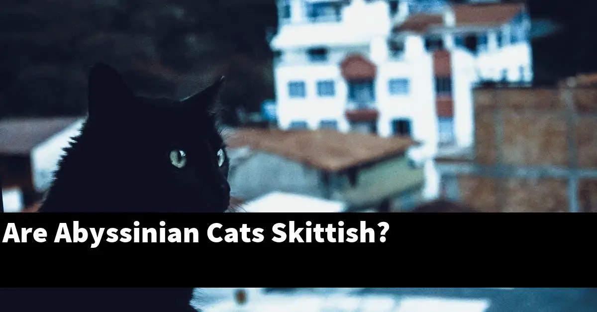 Are Abyssinian Cats Skittish?