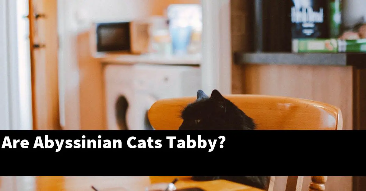 Are Abyssinian Cats Tabby?