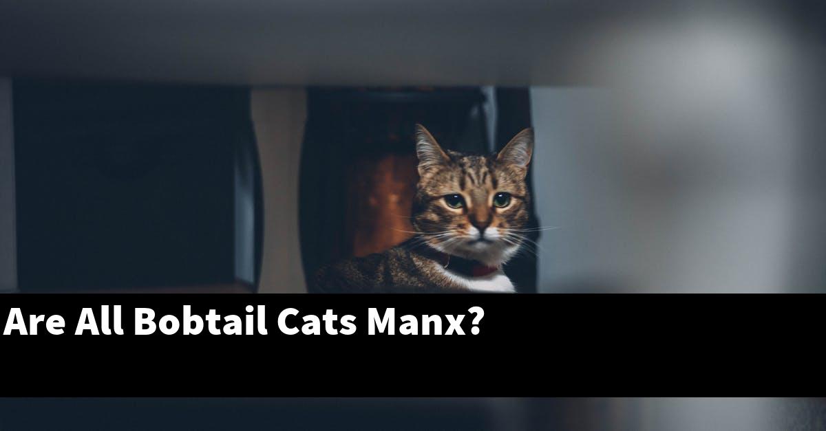 Are All Bobtail Cats Manx?
