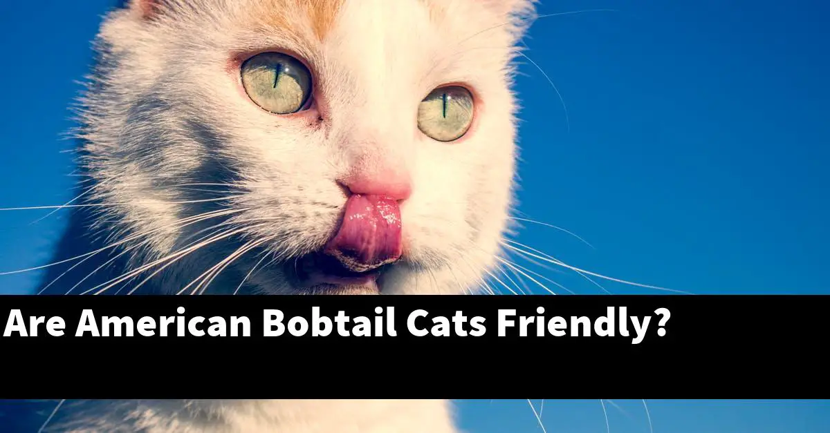 Are American Bobtail Cats Friendly?