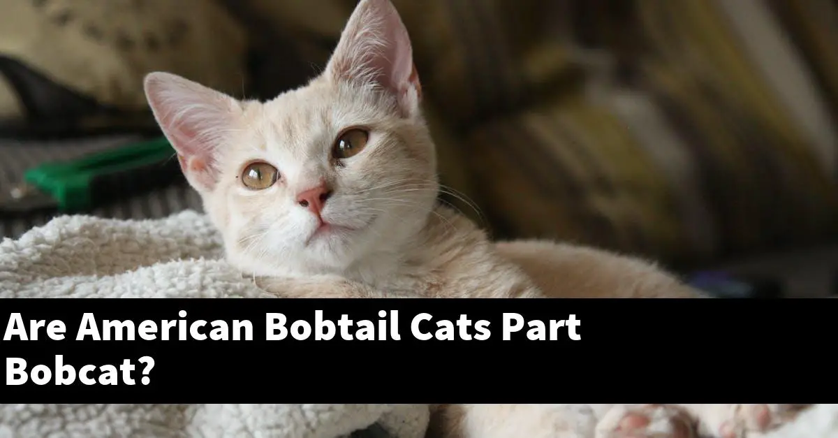 Are American Bobtail Cats Part Bobcat?