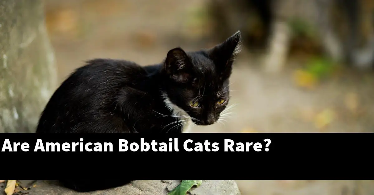 Are American Bobtail Cats Rare?