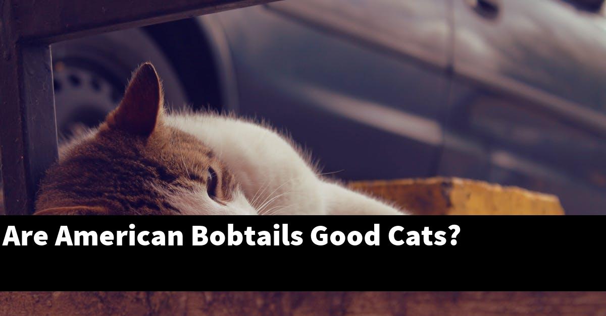 Are American Bobtails Good Cats?