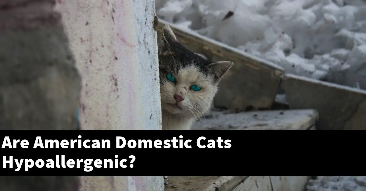 Are American Domestic Cats Hypoallergenic?