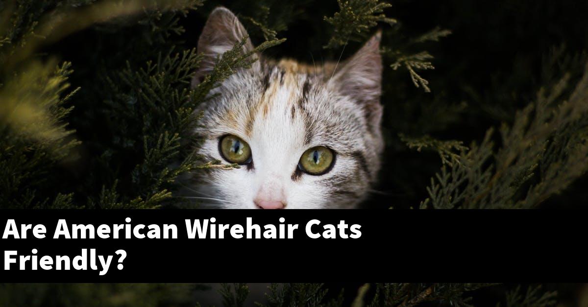 Are American Wirehair Cats Friendly?