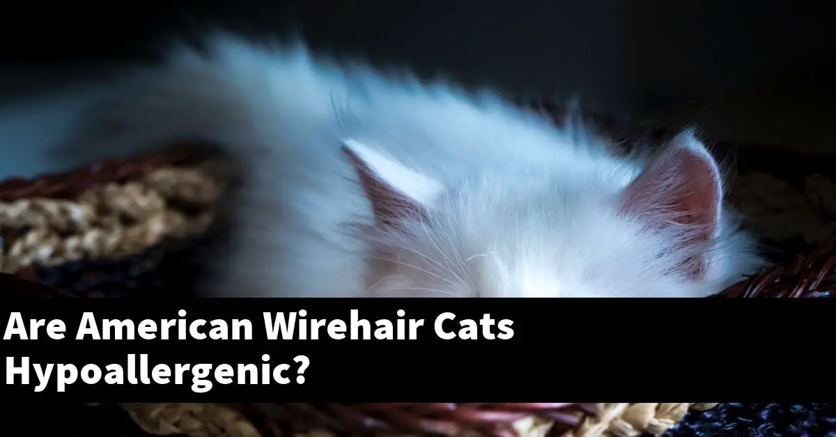 Are American Wirehair Cats Hypoallergenic?