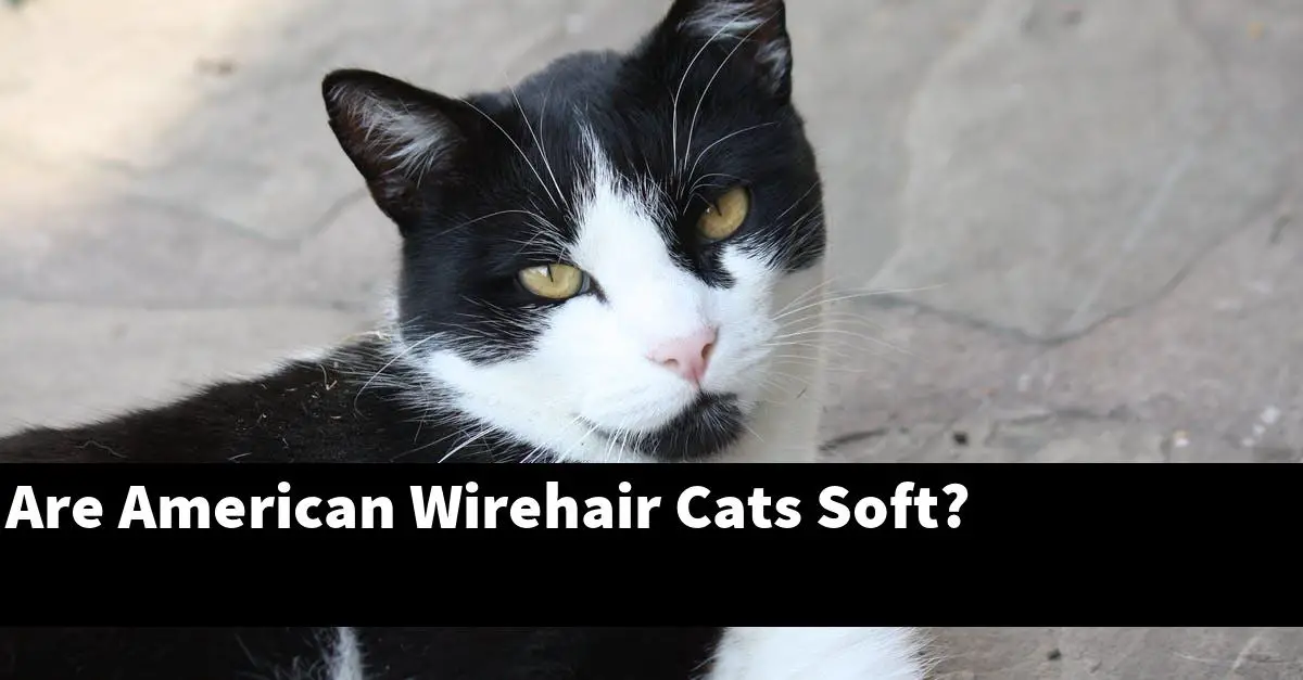 Are American Wirehair Cats Soft?