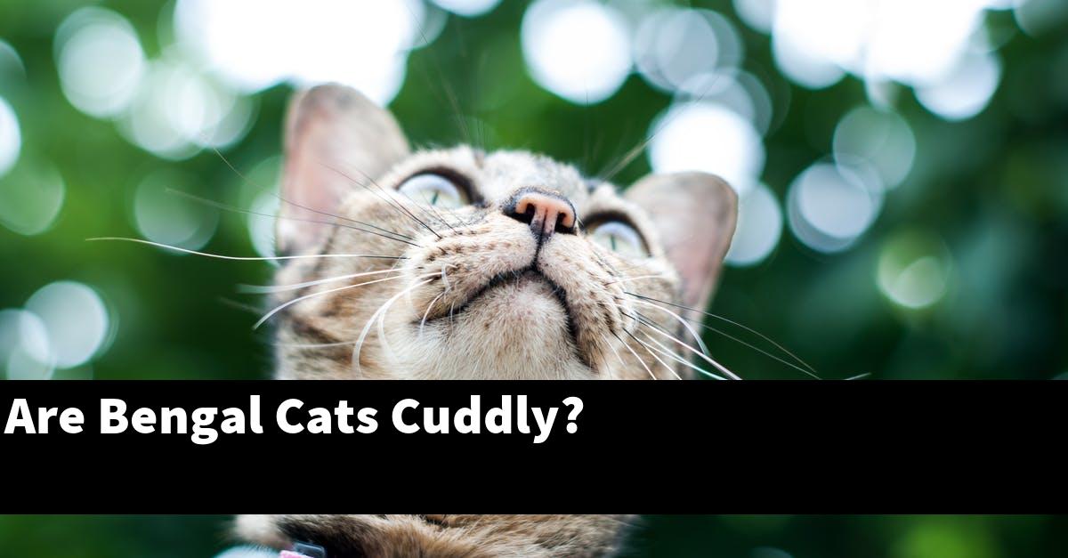 Are Bengal Cats Cuddly?