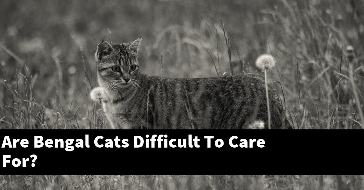 Are Bengal Cats Difficult To Care For?
