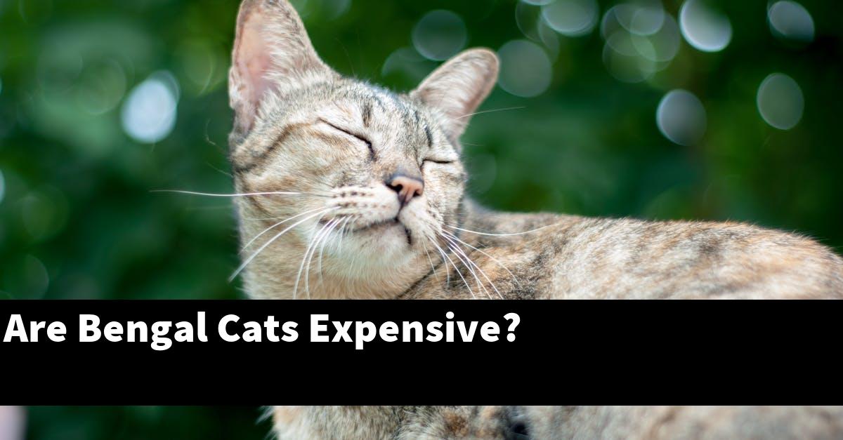Are Bengal Cats Expensive?
