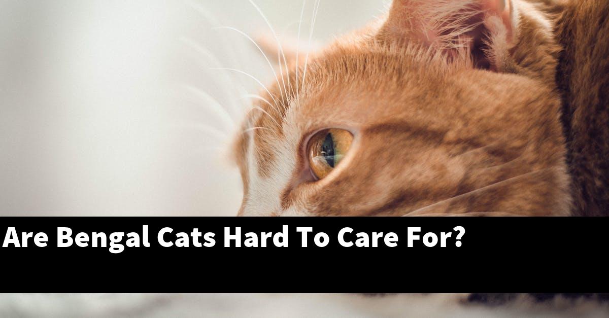 Are Bengal Cats Hard To Care For?