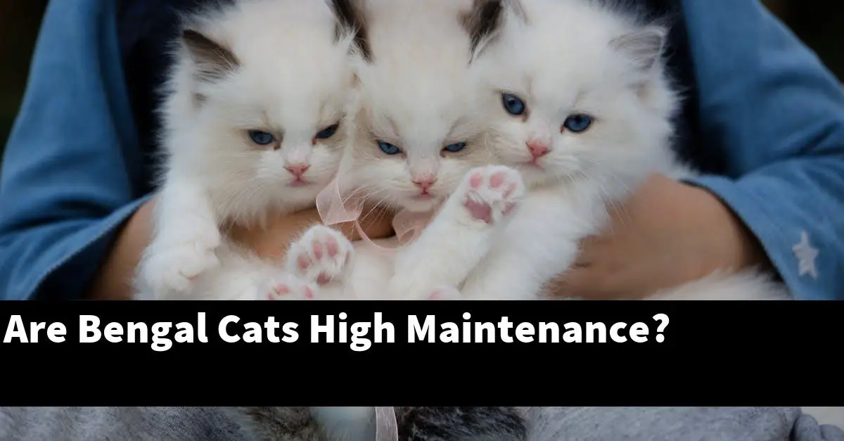 Are Bengal Cats High Maintenance?