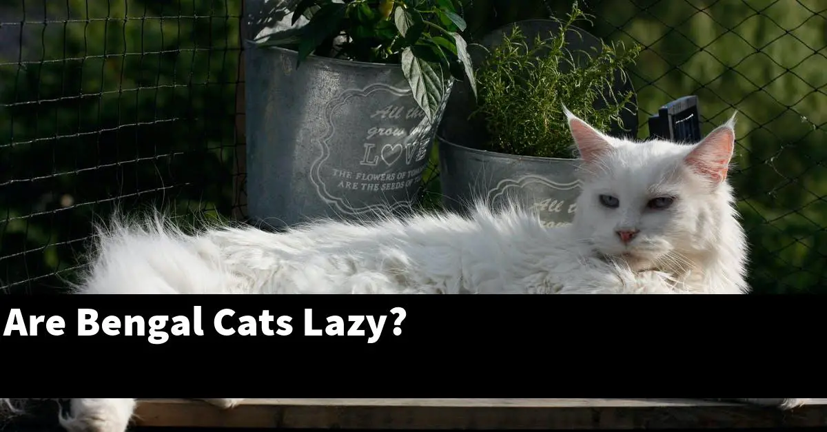 Are Bengal Cats Lazy?
