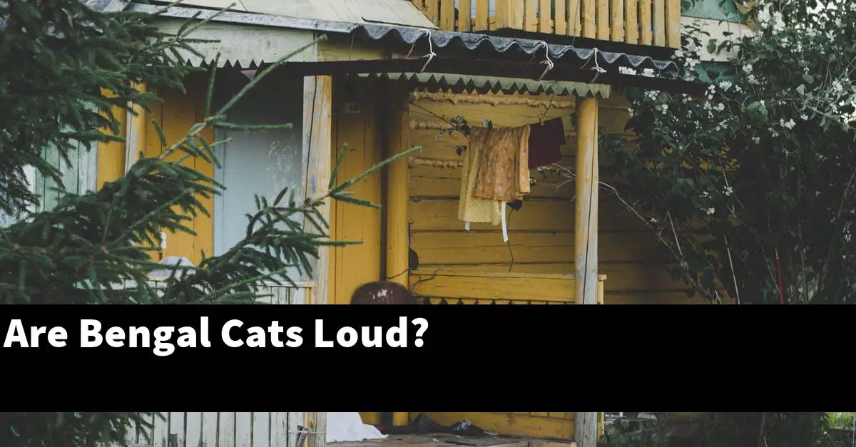 Are Bengal Cats Loud?