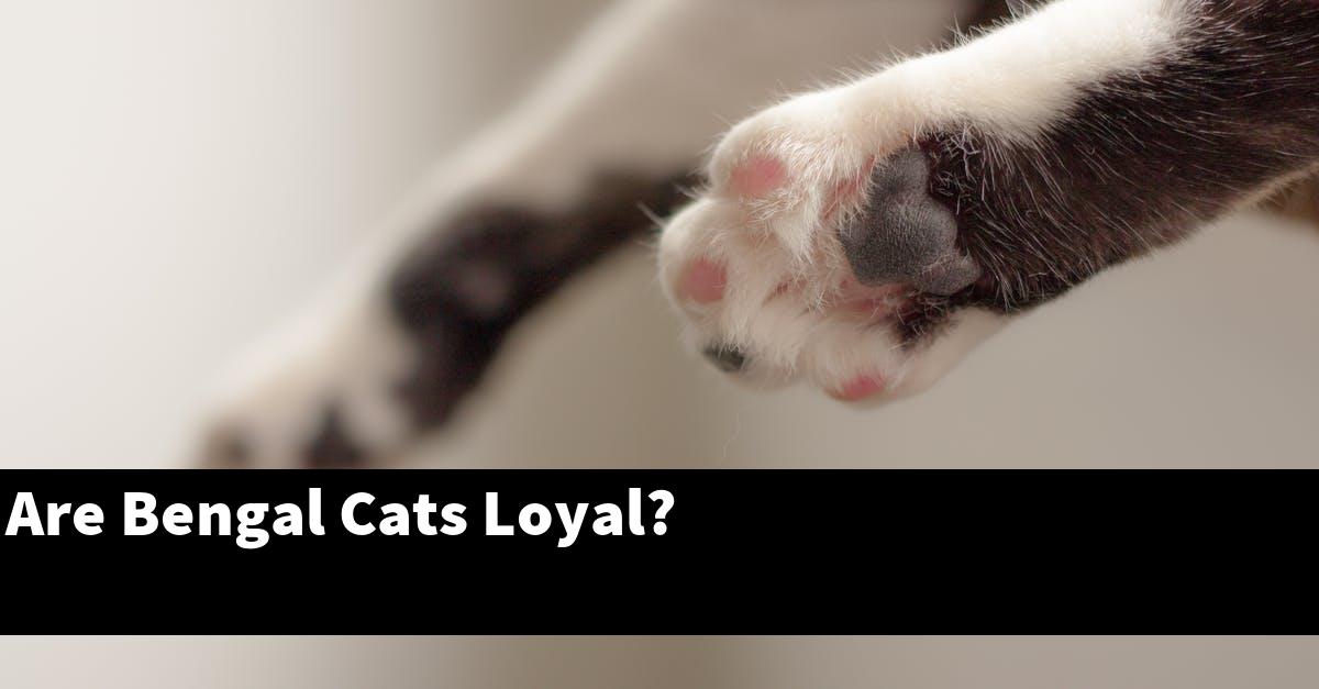 Are Bengal Cats Loyal?