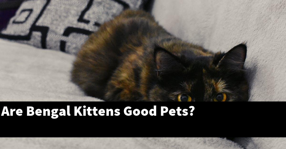 Are Bengal Kittens Good Pets?