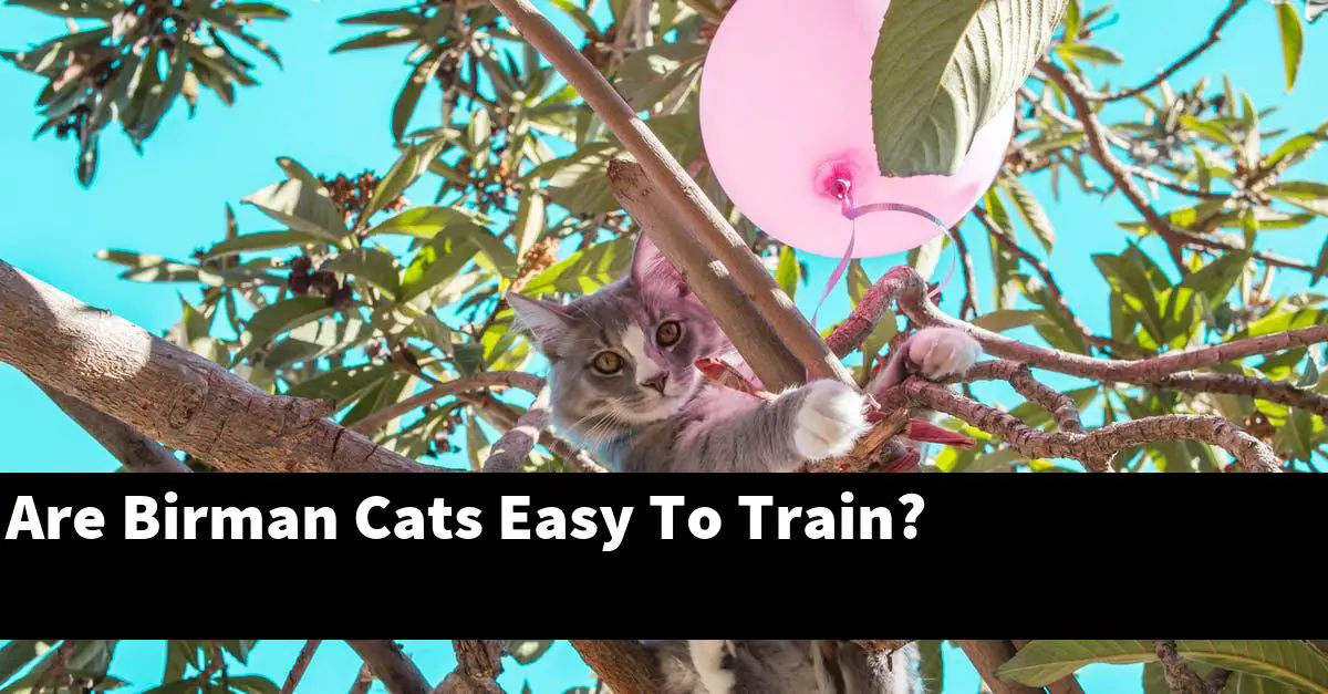 Are Birman Cats Easy To Train?