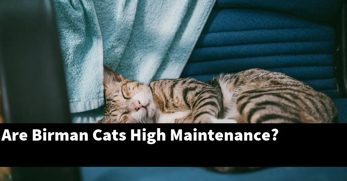 Are Birman Cats High Maintenance?