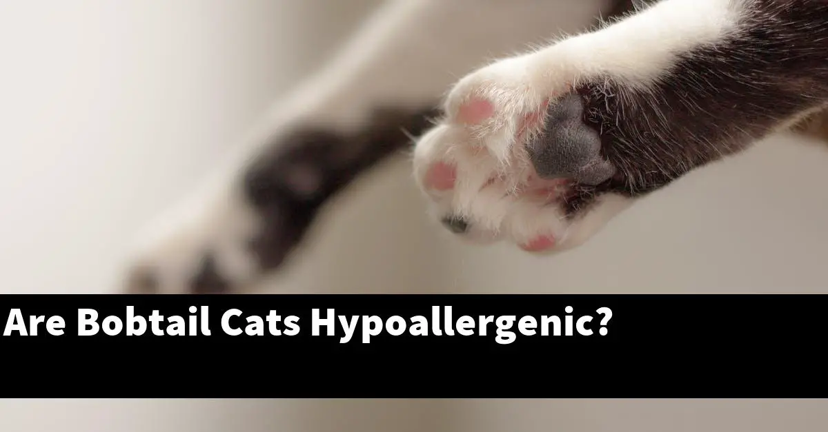 Are Bobtail Cats Hypoallergenic?