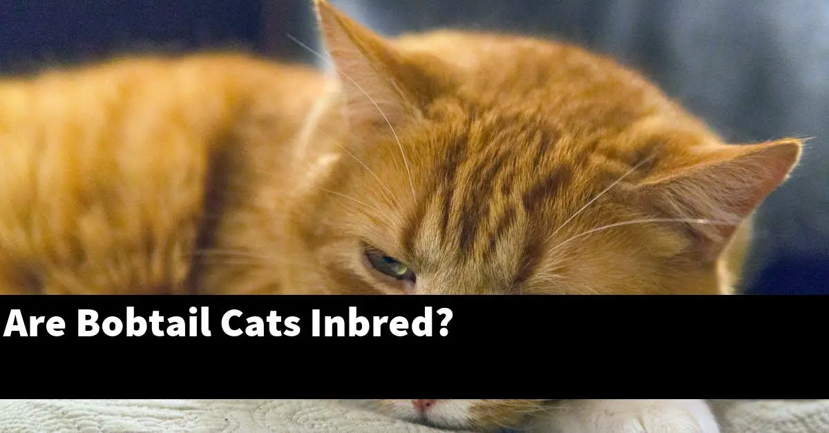 Are Bobtail Cats Inbred?