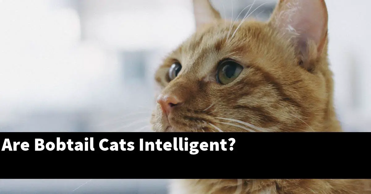 Are Bobtail Cats Intelligent?