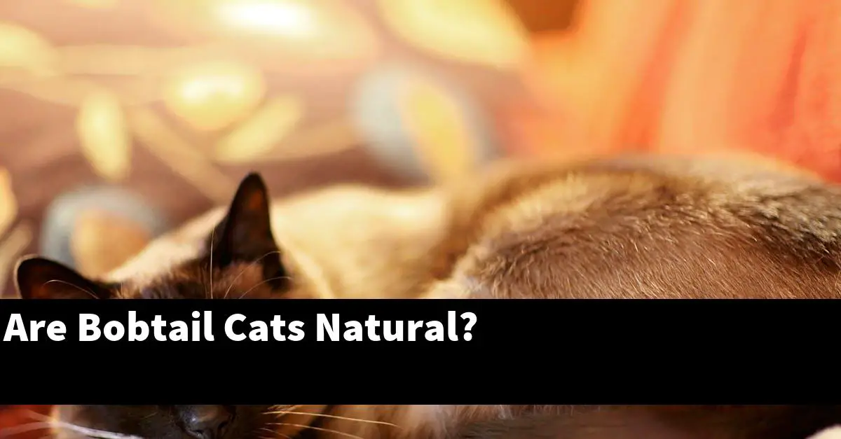 Are Bobtail Cats Natural?