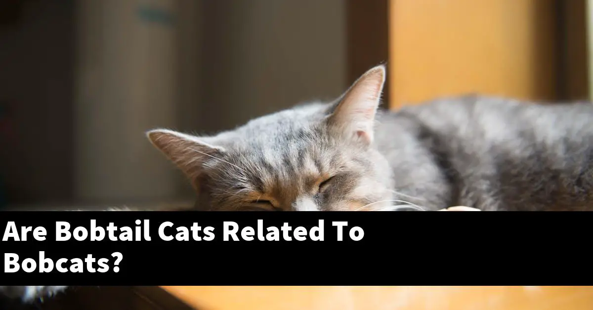 Are Bobtail Cats Related To Bobcats?