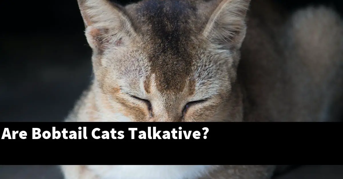 Are Bobtail Cats Talkative?