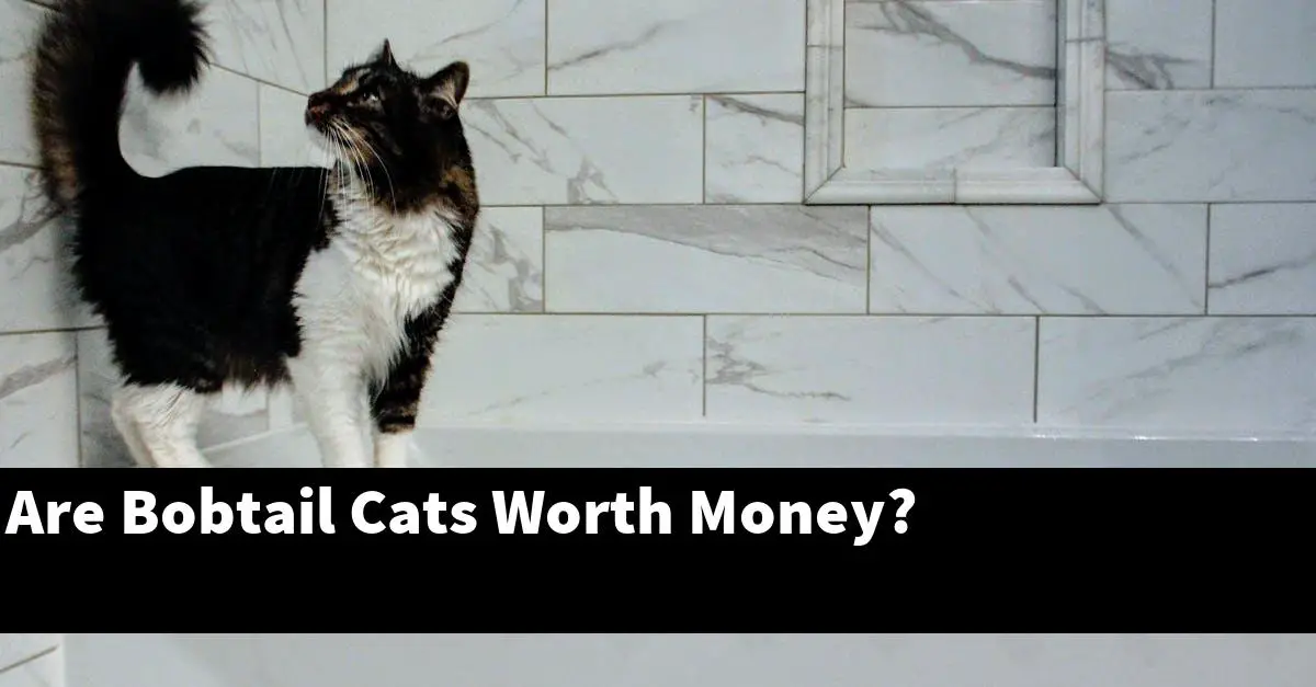 Are Bobtail Cats Worth Money?