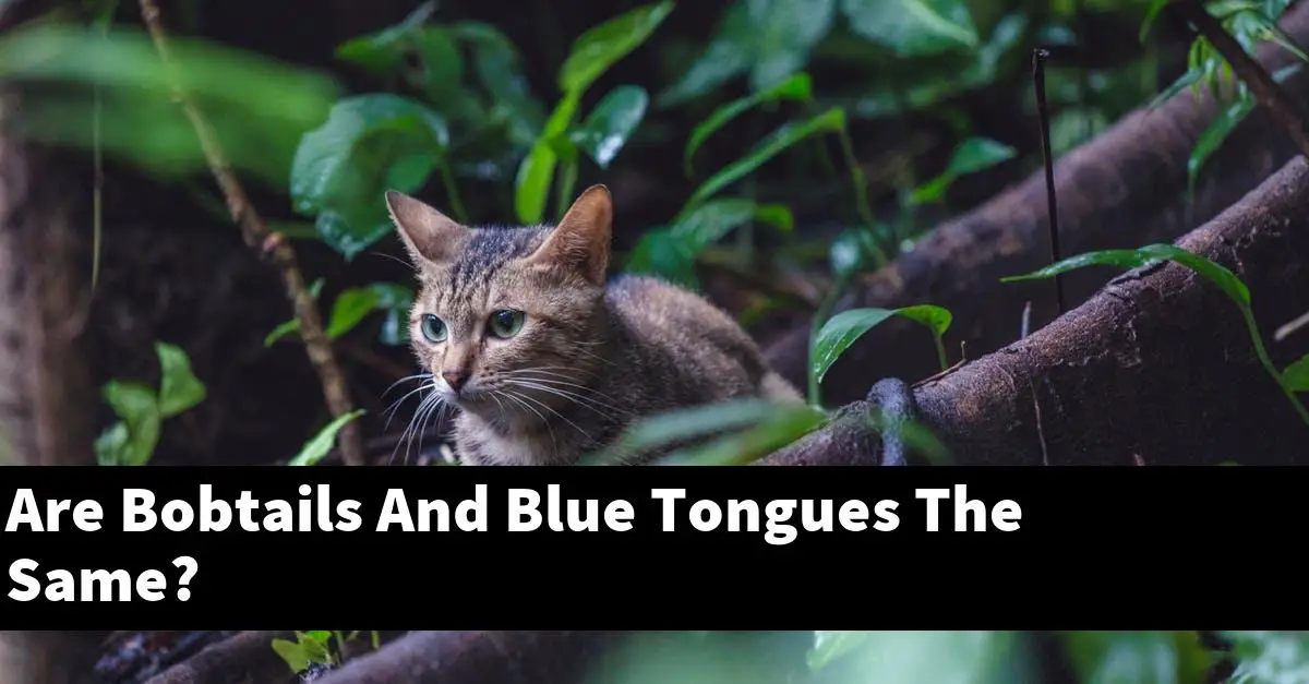 Are Bobtails And Blue Tongues The Same?