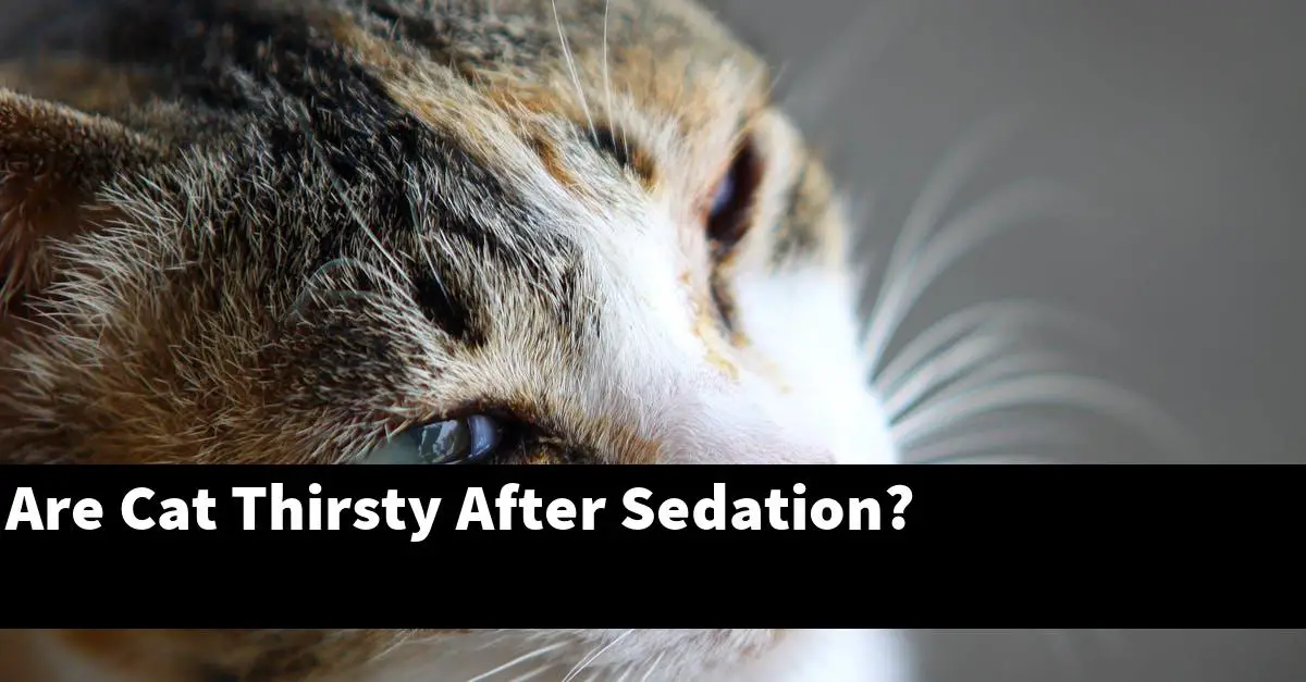 Are Cat Thirsty After Sedation?