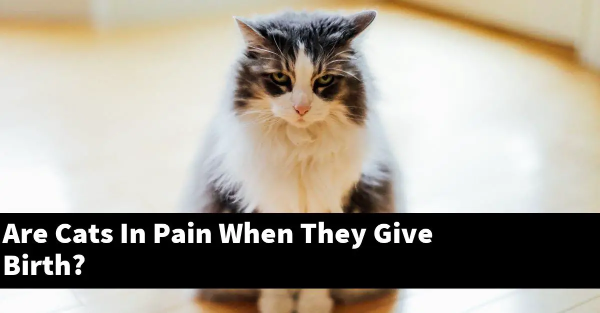 Are Cats In Pain When They Give Birth?