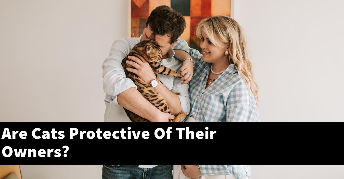 Are Cats Protective Of Their Owners?