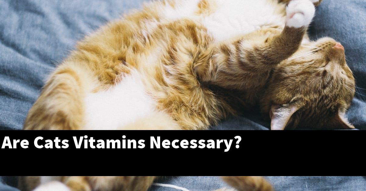 Are Cats Vitamins Necessary?