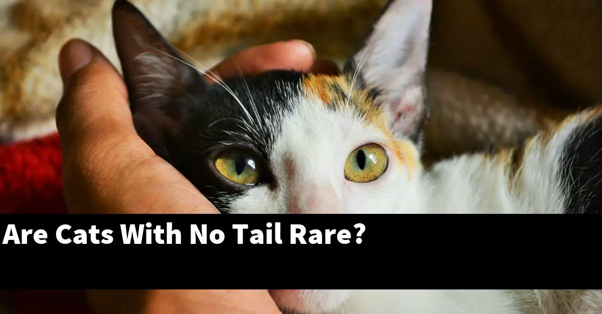 Are Cats With No Tail Rare?