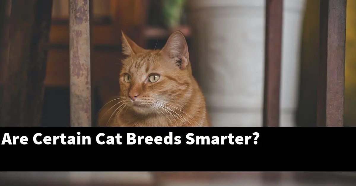 Are Certain Cat Breeds Smarter?