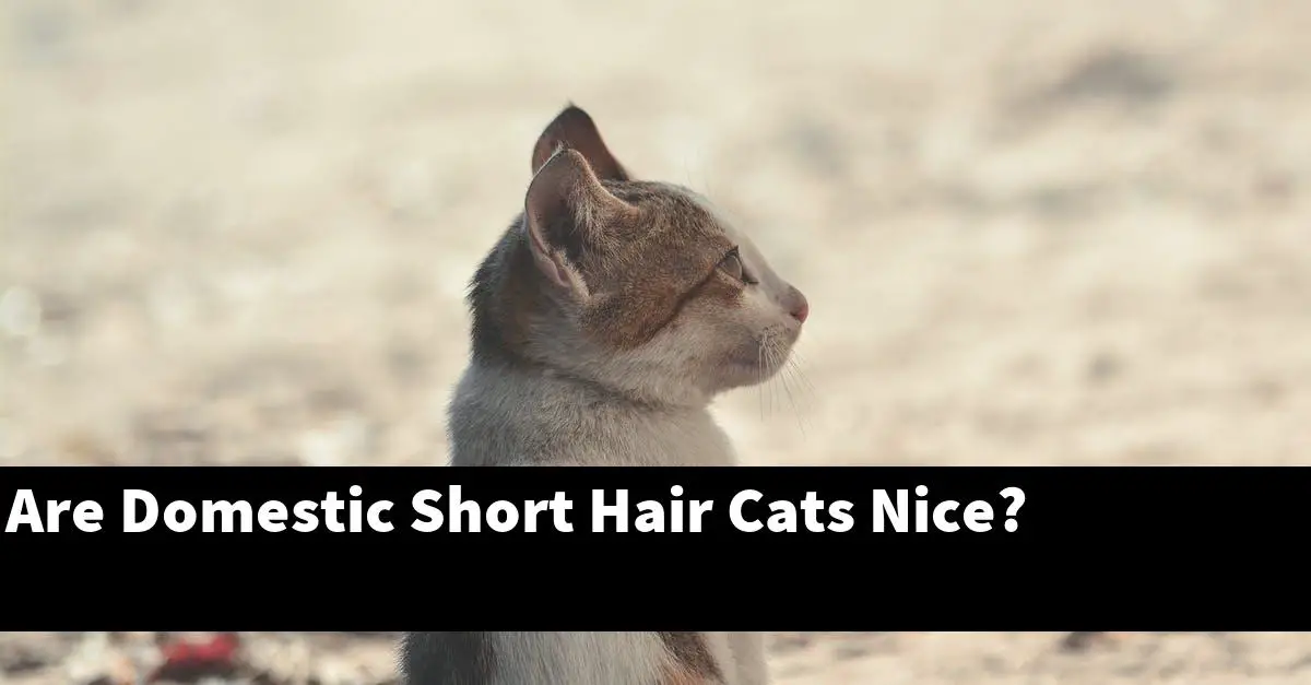 Are Domestic Short Hair Cats Nice?